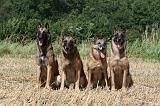 MALINOIS 944